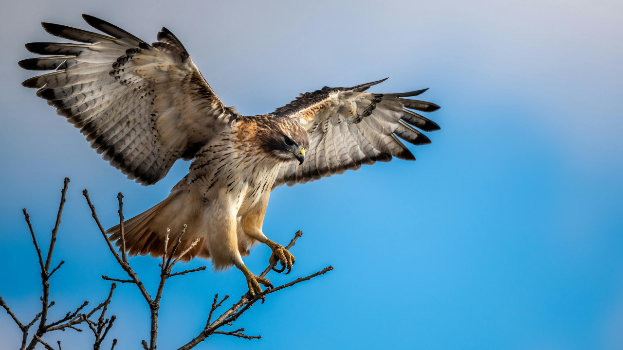 bird